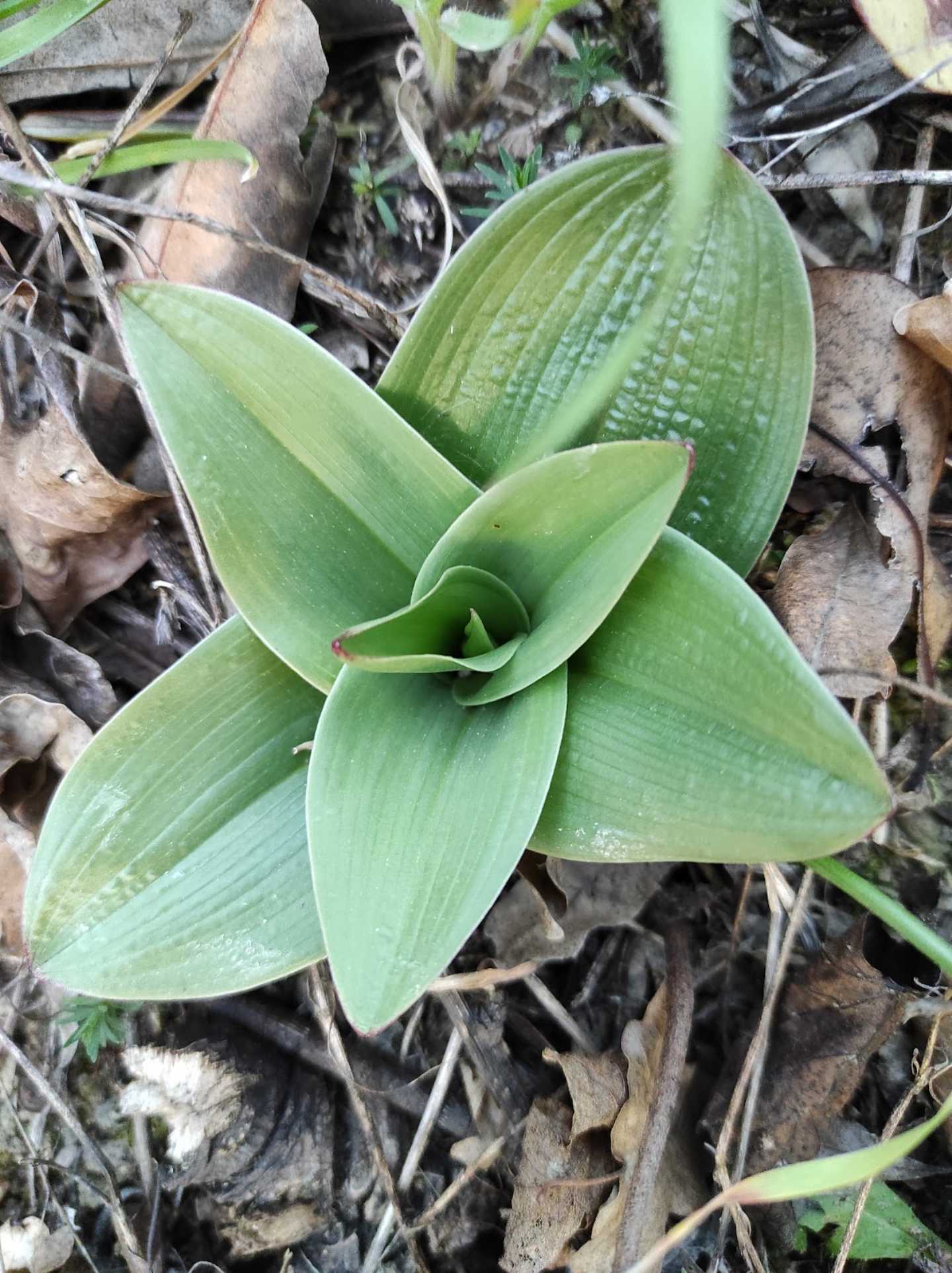 Identificazione rosette basali